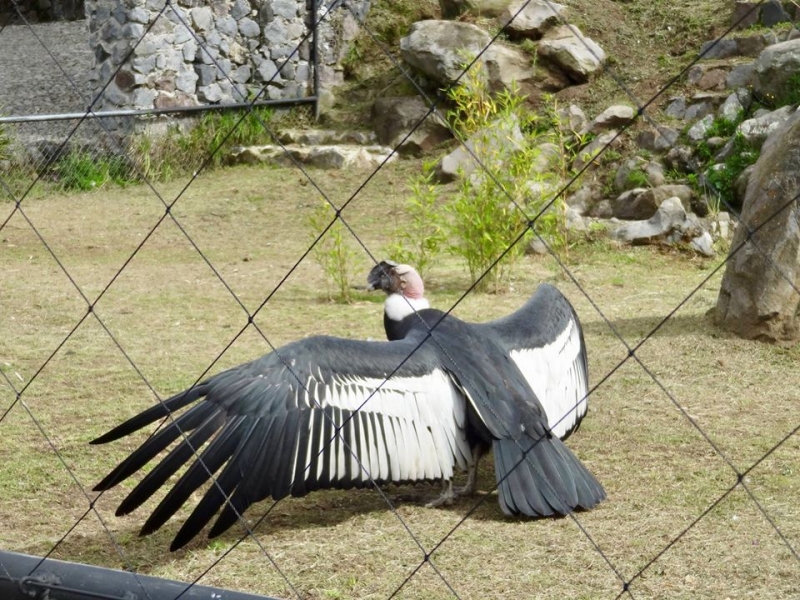 Parque Cóndor